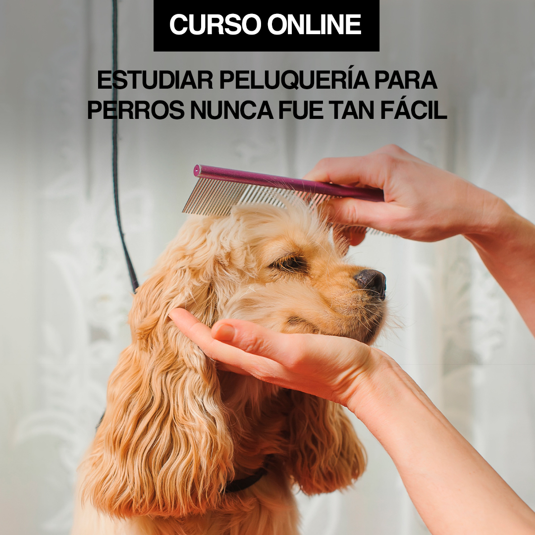 Peluquería para perros