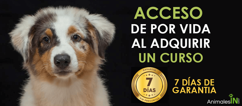 Acceso de por vida al adquirir un curo y 7 días de garantía