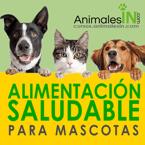 alimentación saludable para mascotas