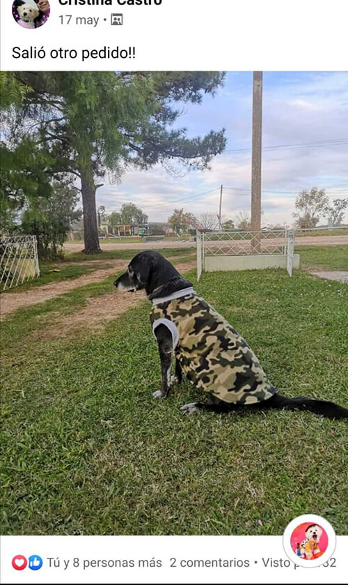 Testimonio de confección para perros