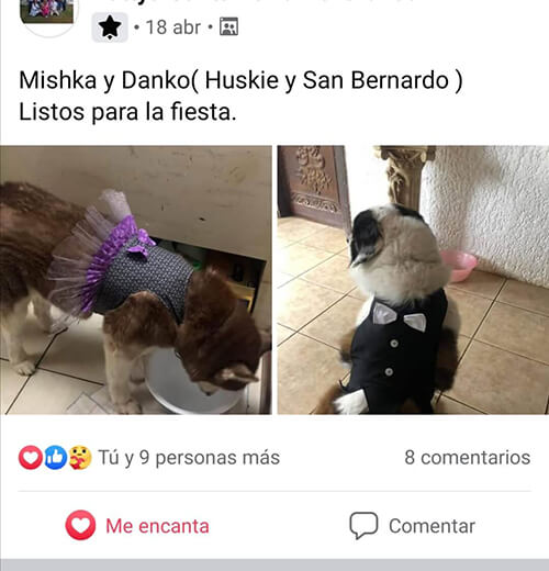 Testimonio de confeccion para perros 4 Testimonio de confección para perros